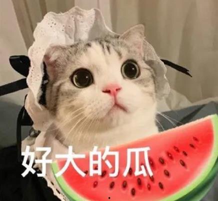 娱乐吃瓜君猫咪瘫痪